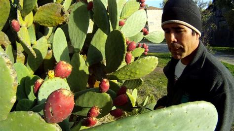 The prickly pear cactus can survive the freezing temperatures of the north because of special antifreeze chemicals in its cells. How To Eat A Prickly Cactus Pear | FunnyCat.TV