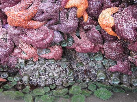 Sea Stars Clumping Photograph By Marianne Werner