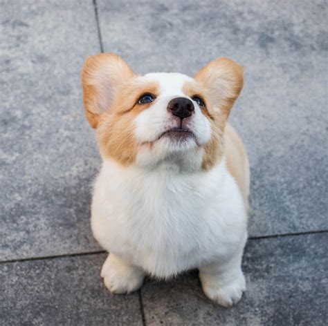 5000张最精彩的 Puppy 图片 · 100免费下载 · Pexels素材图片