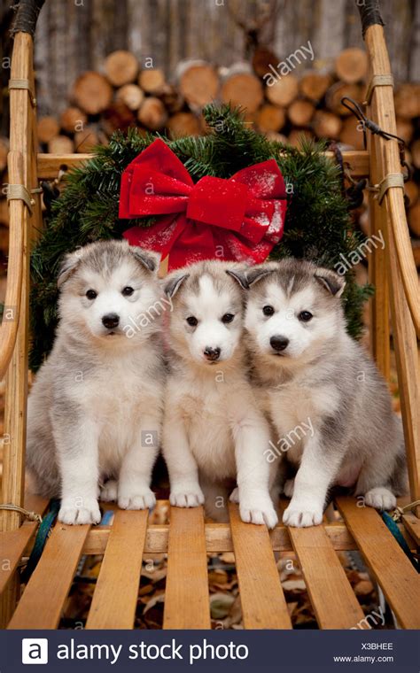 Siberian Husky Sled Dog High Resolution Stock Photography And Images