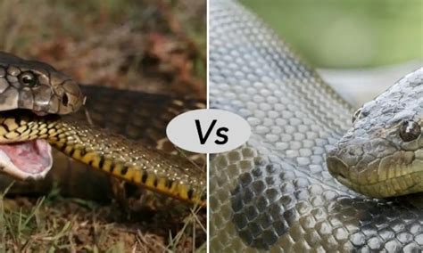 8 Difference Between Anaconda And King Cobra With Comparison Table