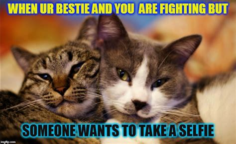Image Tagged In Cutefightcats Imgflip