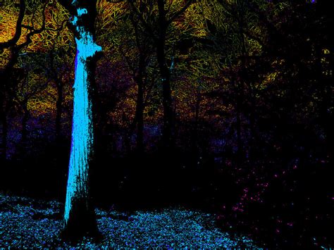 Psychedelic Forest Trees In Highgate Wood 136 Photograph By Edgeworth