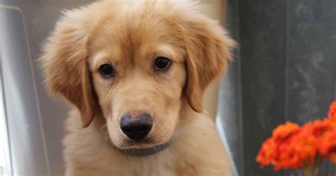 Spencer was diagnosed with a heart murmur in 2018. How To Train Your Golden Retriever Puppy (In Just 5 ...
