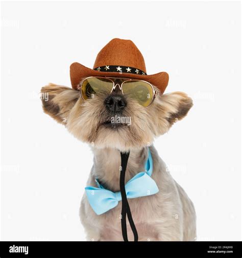 Curious Little Yorkie Dog Wearing Cowboy Hat Sunglasses And Bowtie