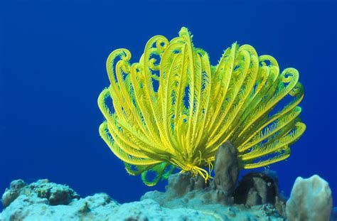 Marine Life Yellow Crinoid Stock Image Image Of Blue