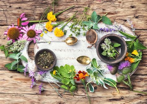 Introduction To Herbalism Herbal Skin Care Grounds For Sculpture