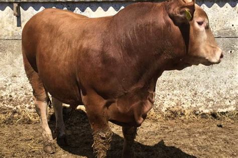 6 Pedigree South Devon Breeding Bulls Young Bulls Sellmylivestock