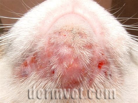 How Do You Get Rid Of Cat Chin Acne Cat Lovster