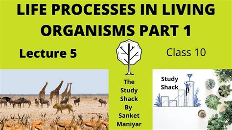 Life Processes Part 1 Lecture 5 Class 10 Science 2 Chapter 2 Youtube
