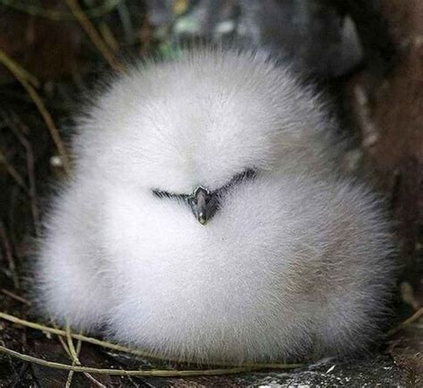 These 20 Cute Fluffy Animals Are Best At What They Do 烏骨鶏 ペットの鳥 おかしな動物
