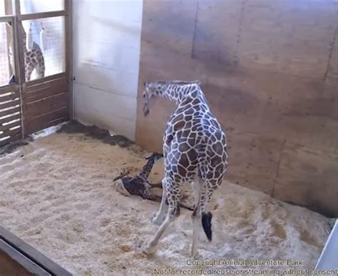 Pics April The Giraffe Pics See Photos Of The New York Giraffe Giving Birth Hollywood Life