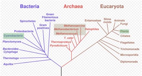 Tree Of Life Showing The Three Domains Bacteria Archaea And