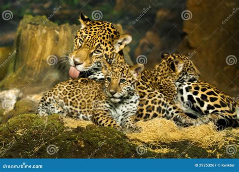 Jaguar Cubs Stock Image Image Of Danger Predator Closeup 29253267