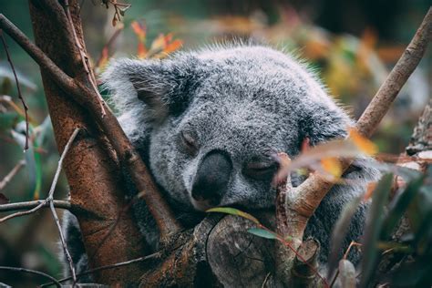 Sleepy Koala At Sf Zoo Koala Bear Koala Animals