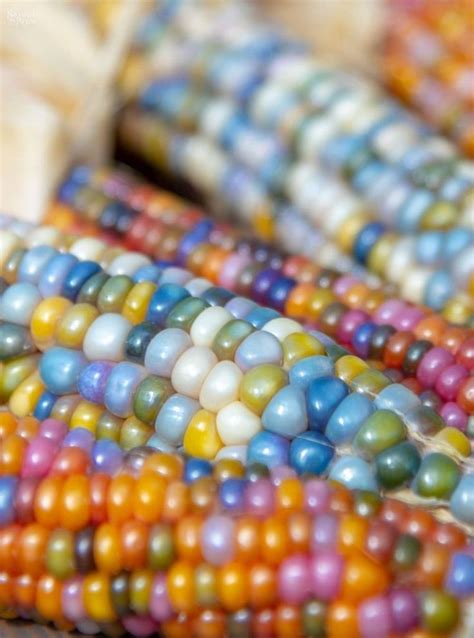 How To Buy Grow And Use Rainbow Glass Gem Corn Its So Easy Glass