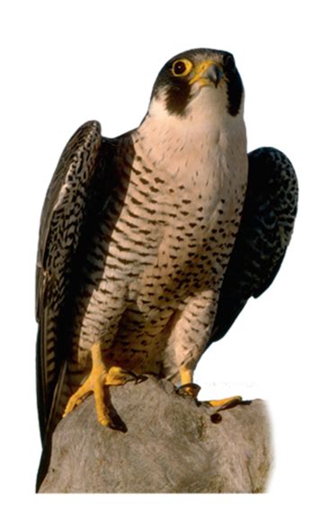Falcon Png Transparent Background Images