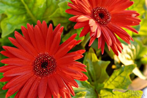 Gerber Daisy Flower Pictures Flower Pictures Blue Spring Flowers