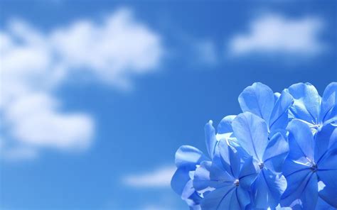 Hd Flowers Blue Background Wallpapers Flower Background Images Blue