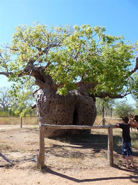 The Boab Prison Tree Derby Western Australia Our Forgotten Shame