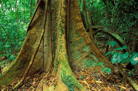 Tropical Forests Are ‘no Longer Carbon Sinks Because Of Human Activity
