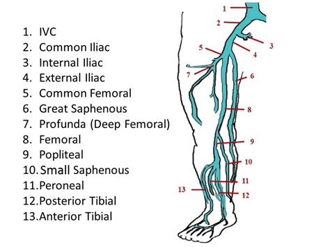 Lower Leg Artery Anatomy