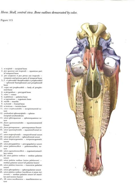 Atlas Anatomia De Equinos Cabeça E Pescoço