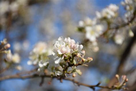 Budding And Flowering White Cherry Blossoms On A Tree Stock Photo