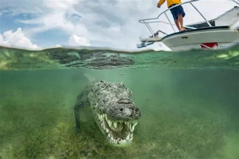 Daring British Photographer Takes Incredible Snaps Of Crocodile Diving