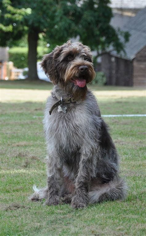 Puppy griffon german wirehaired pointer. Angus My Nutty Korthals Griffon Pointer (With images ...