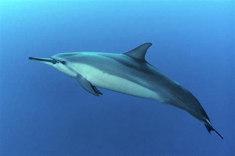 Spinner Dolphin Profile Photograph By Photo By Barry Fackler Pixels