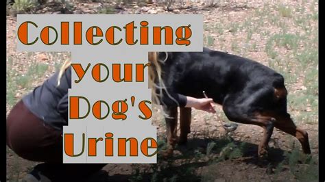 How To Collect A Urine Sample From A Dog Youtube