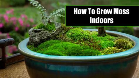 How To Grow Moss Indoors 2024 Start Gardening Journey Now
