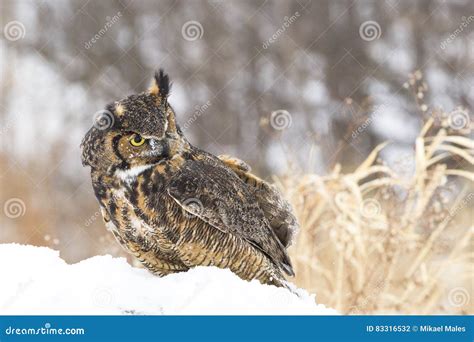 Great Horned Owl In Snow Stock Photo Image Of Perching 83316532
