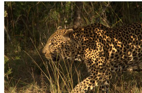 Leopards Make Good Neighbors Panthera