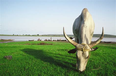 Nigeria Agricultural Quarantine Service (NAQS): Animal Quarantine