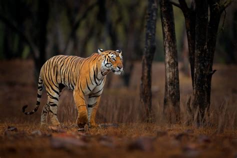 Bengal Tigers In The Wild