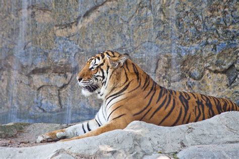 Siberian Tiger Resting In A Zoo Stock Image Colourbox