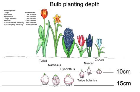 Bulb Planting Times And Depth Planting Bulbs Fall Plants Plants