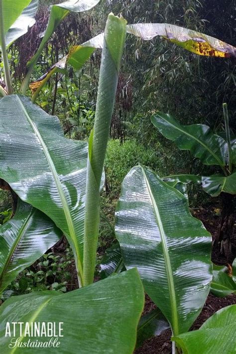 How to grow a banana tree with step by step instructions. How to Grow Bananas in Your Backyard for Tropical Flavor