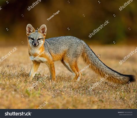 14619 Gray Fox Stock Photos Images And Photography Shutterstock