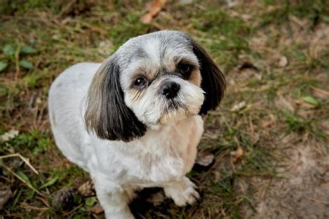 10 Great Shih Tzu Haircuts And Styles In 2023 With Pictures Pet Keen