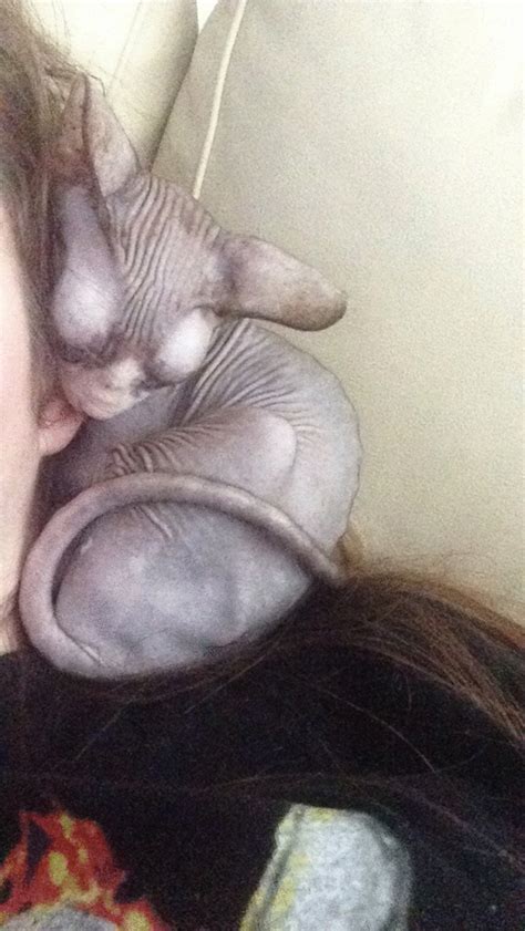 Little Sphynx Sun God  On Imgur