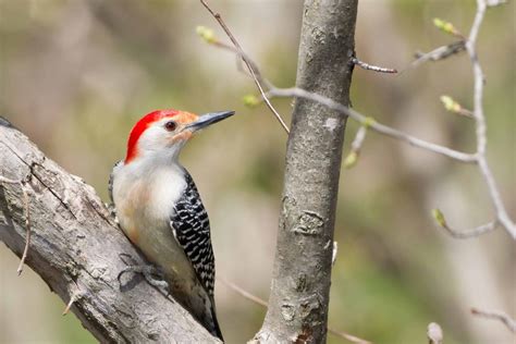 Woodpecker Red Bellied 2 Mike Timmons Indiana Audubon Society