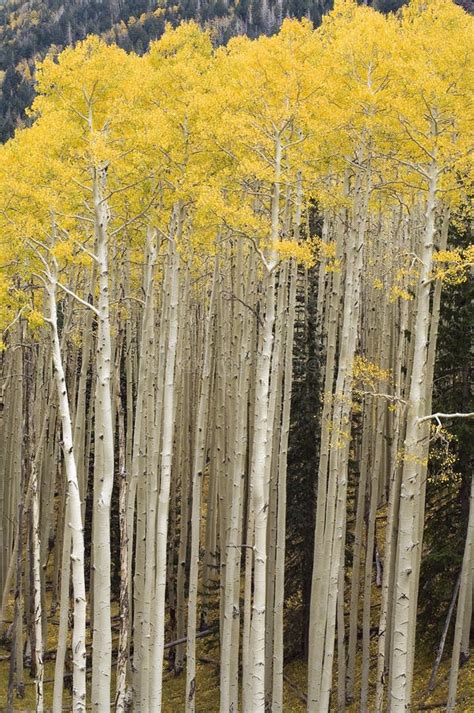Stand Of Quaking Aspen Trees Stock Photo Image Of Tree Autumn 599688