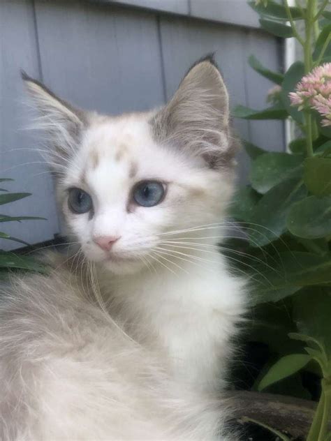 The manx cat is a breed of domestic cat originating on the isle of man in the british isles. Seal Point Cats for Adoption