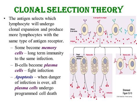 Clonal Selection Theory Definition Definitionxa