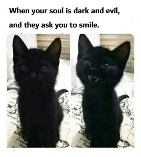 Evil Kitten Smile Cute Animal Memes Funny Animal Quotes Animal Jokes