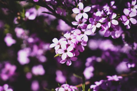 Close Up Photo Of Purple Flowers · Free Stock Photo