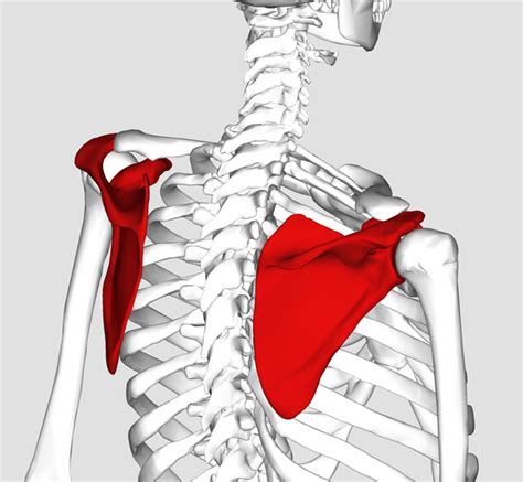 Kürek kemiği nedir nerededir ne işe yarar? - Laf Sözlük